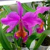 Cattleya Eva's Fabula Traviesa ( C.percivaliana x aurea)..